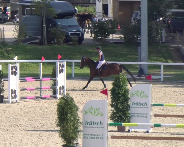 Reitturnier Bülach 2023
