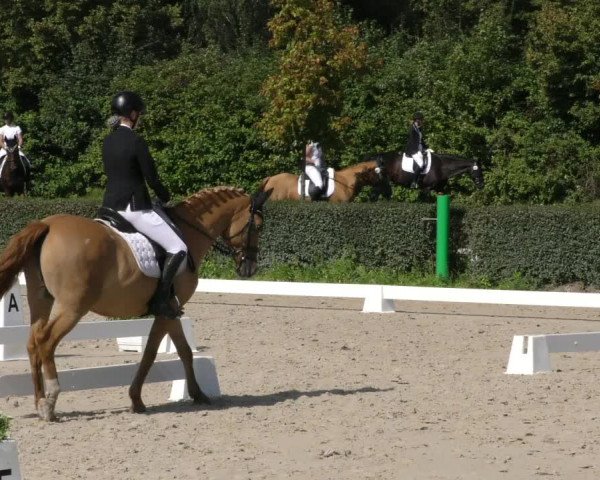 Reitturnier Westeregeln 2023