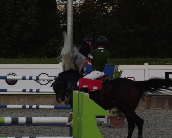 Reitturnier Babenhausen 2023