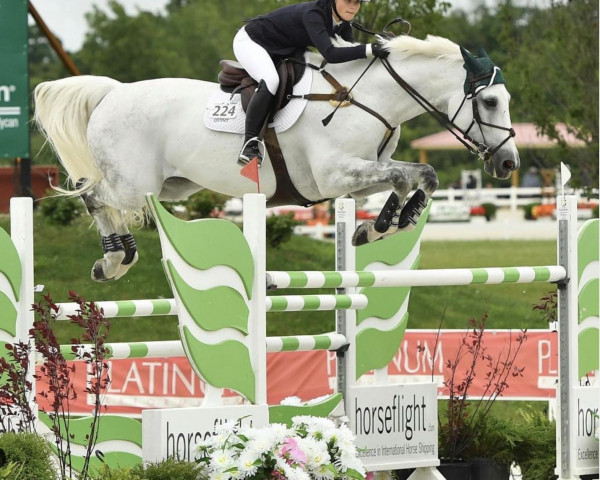 horse Quint (Oldenburg, 2008, from Quite Capitol)