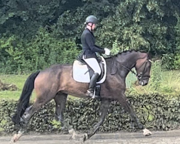 dressage horse Zauberhafter Zeus (Westphalian, 2019, from Zoom)