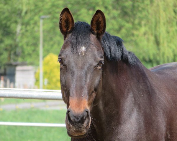 jumper Caprice 452 (Hessian Warmblood, 2006, from Corelli)