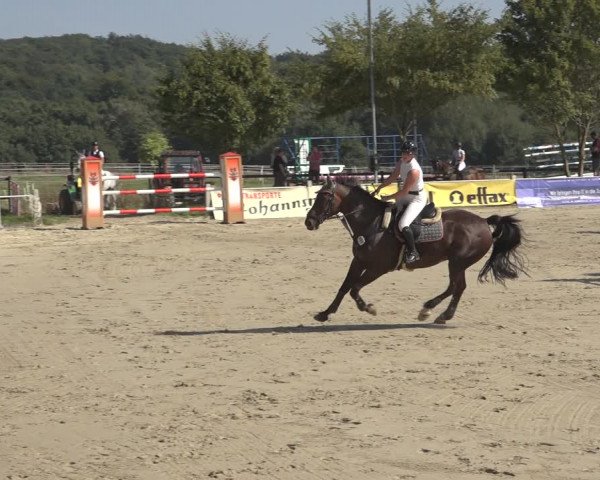 Reitturnier Osnabrück 2023
