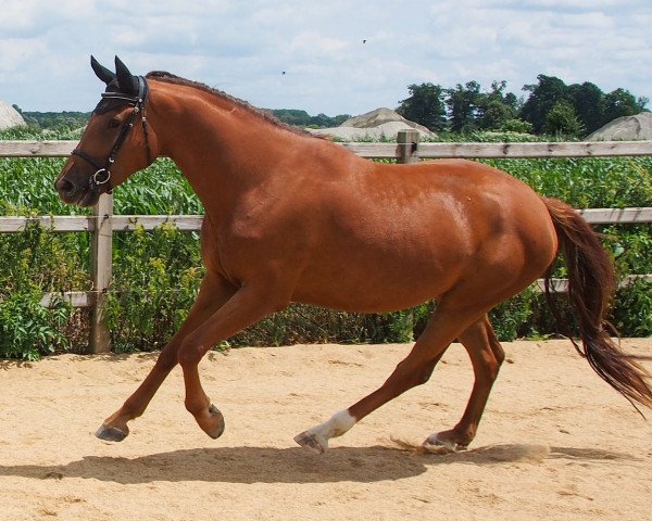 broodmare Nirvana ZPF (Holsteiner, 2020, from Birkhof's Topas Fbw)