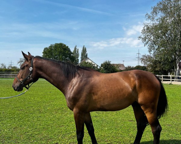 jumper Camouflage Cashback ZPF (Holsteiner, 2019, from Carinue)