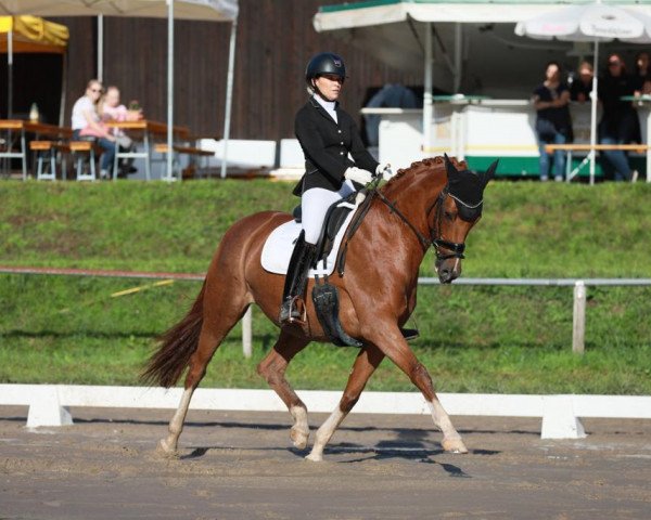 dressage horse Sommernachtstraum 7 (Trakehner, 2012, from Sixtus)