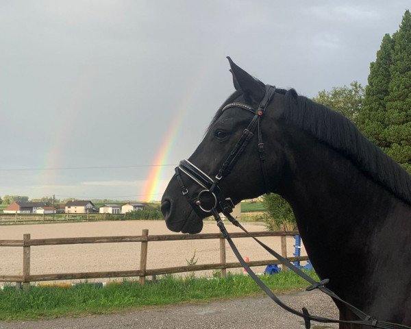 dressage horse Finest Black 3 (Oldenburg, 2015, from Nymphenburg's First Ampere)