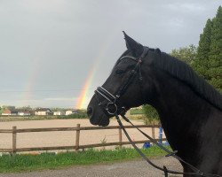 dressage horse Finest Black 3 (Oldenburg, 2015, from Nymphenburg's First Ampere)