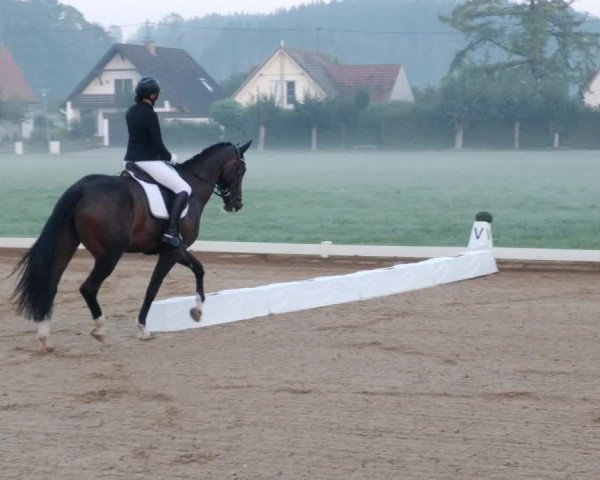 Reitturnier Babenhausen 2023