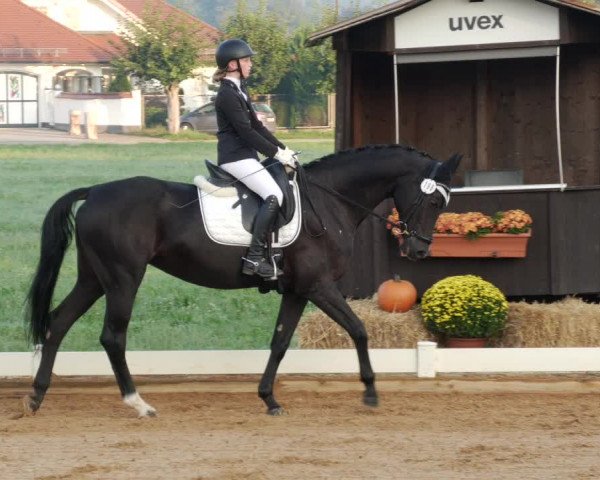 Reitturnier Babenhausen 2023