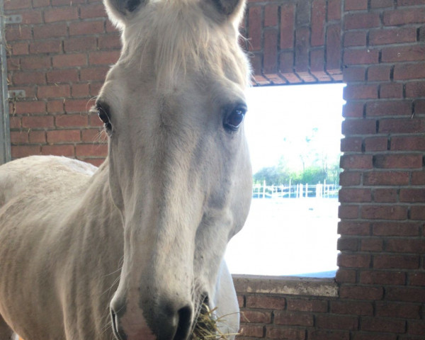 horse Piko 56 (Oldenburg, 1998, from Pinatubo)