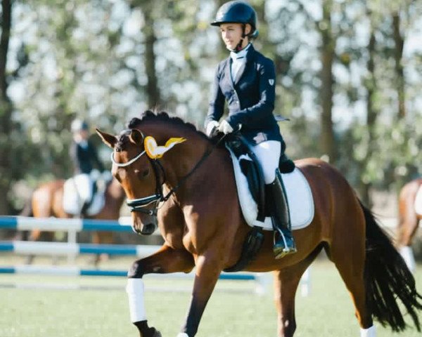 broodmare Djosefine G (German Riding Pony, 2019, from Dallmayr K)