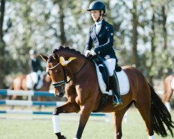 broodmare Djosefine G (German Riding Pony, 2019, from Dallmayr K)