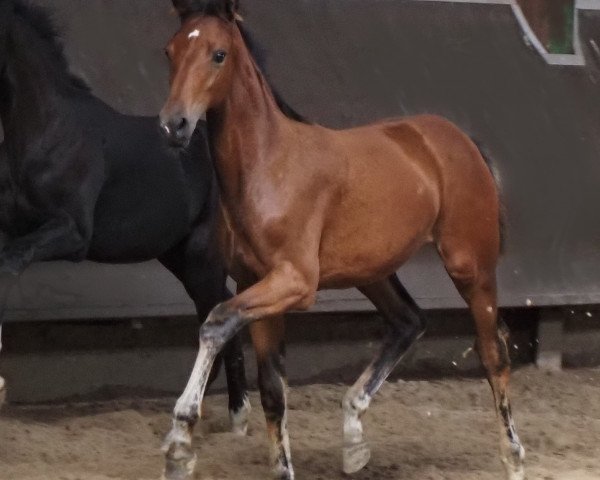 Pferd Cafe's Devina (Oldenburger, 2023, von Cafe au lait 2)