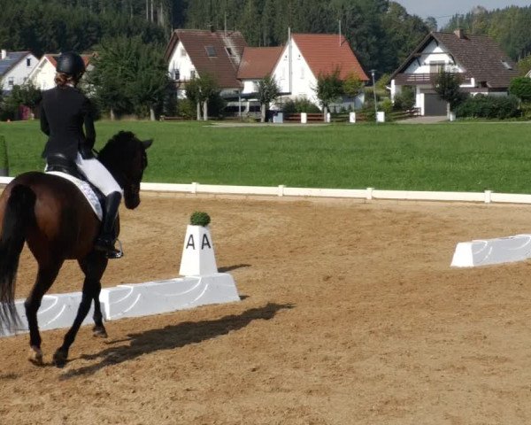 Reitturnier Babenhausen 2023