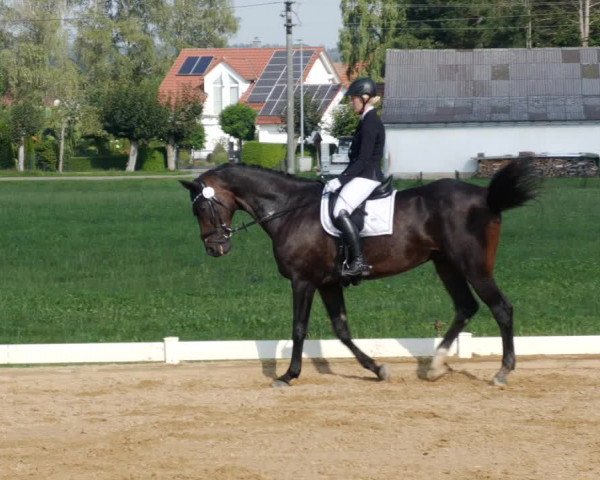 Reitturnier Babenhausen 2023