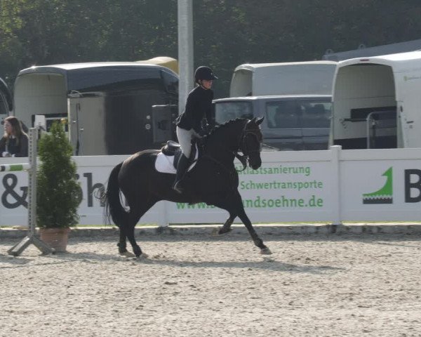 Reitturnier Babenhausen 2023