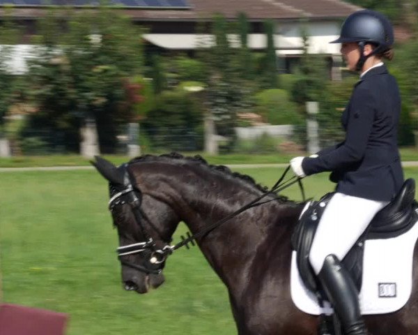 Reitturnier Babenhausen 2023