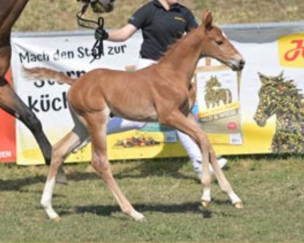 horse Urano H (German Warmblood, 2023, from United Way)