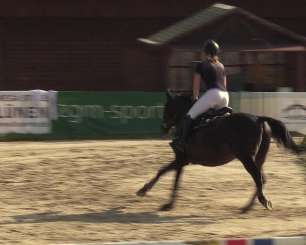 Reitturnier Dortmund-Barop 2023