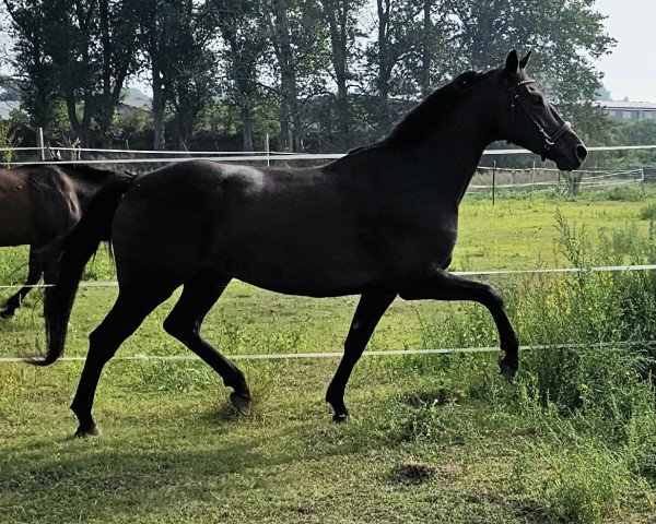 broodmare Lucia (Holsteiner, 2019, from Loveless)