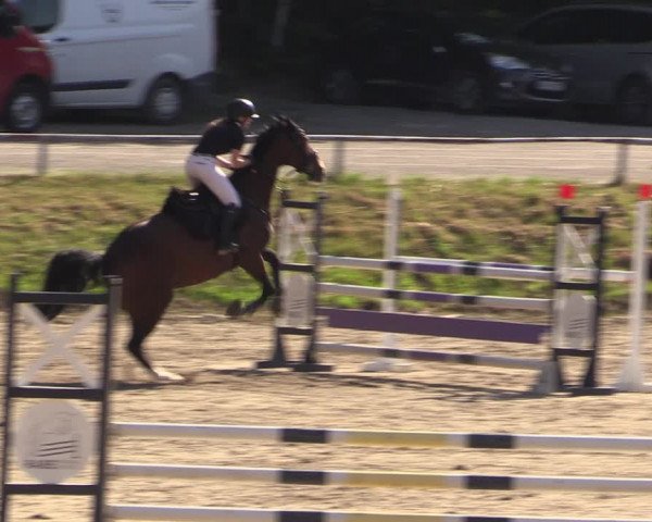 Reitturnier Langenleuba - Oberhain 2023