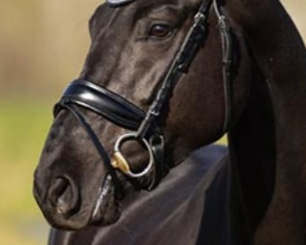 dressage horse Violette de Fontaine (Oldenburg, 2017, from Galleria's Vincent Maranello)