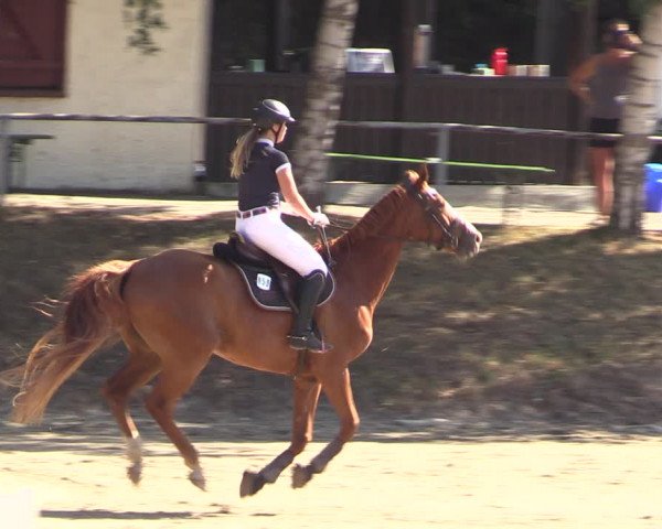 Reitturnier Langenleuba - Oberhain 2023