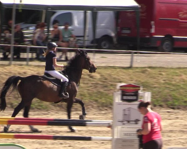 Reitturnier Langenleuba - Oberhain 2023