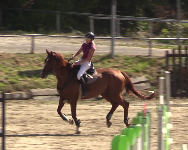 Reitturnier Langenleuba - Oberhain 2023