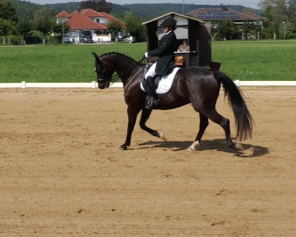Reitturnier Babenhausen 2023