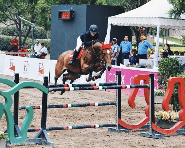 jumper Brianne Tn (KWPN (Royal Dutch Sporthorse), 2006, from Verdi)