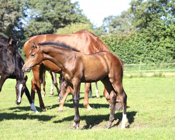 Pferd Carl Blue N (Oldenburger Springpferd, 2023, von Conthargos)