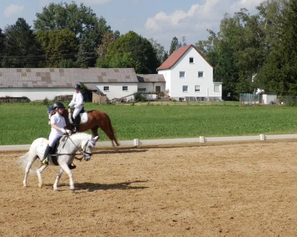 Reitturnier Babenhausen 2023