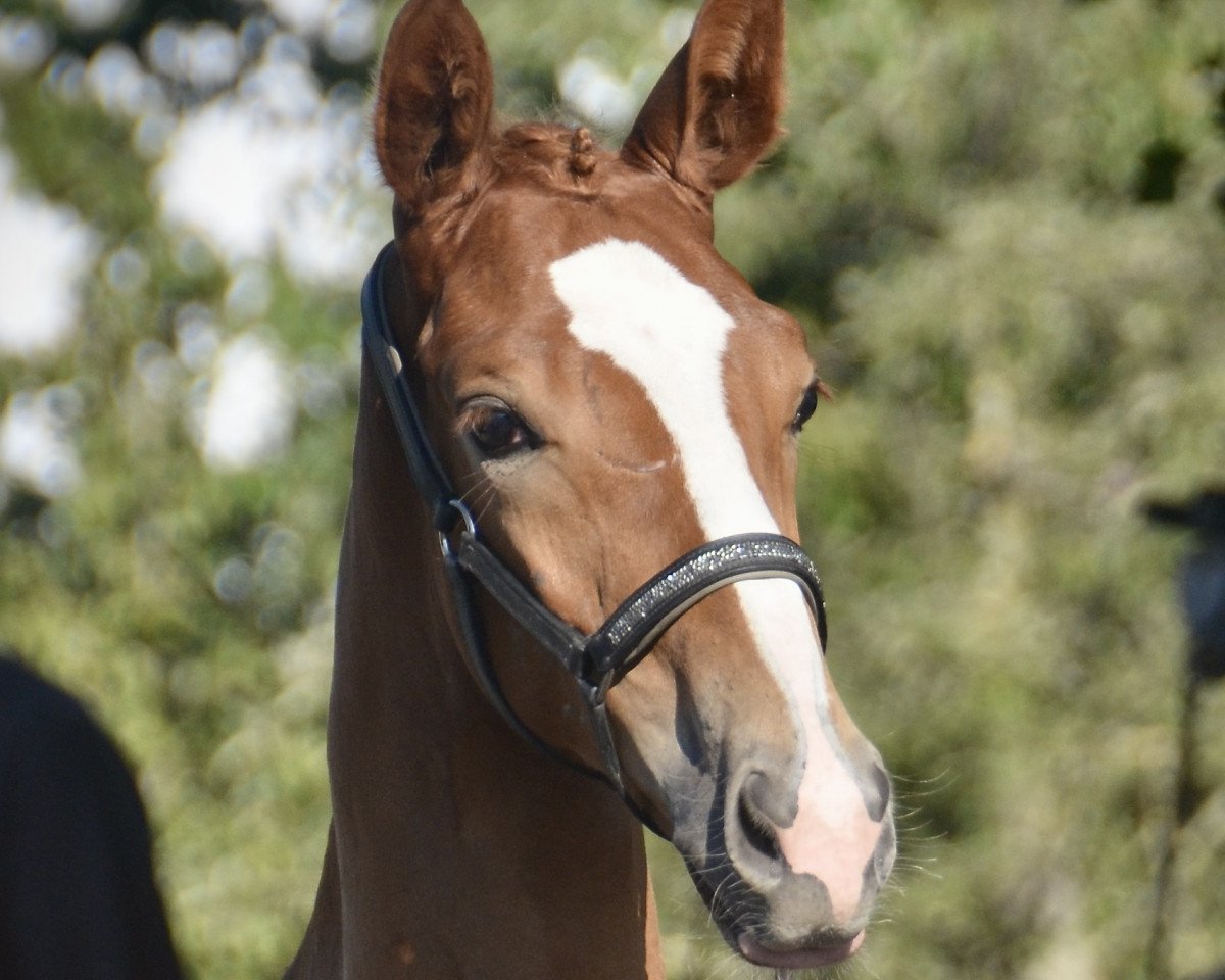 Pferd Manapi CH (Schweizer Warmblut, 2023, von Vingino)