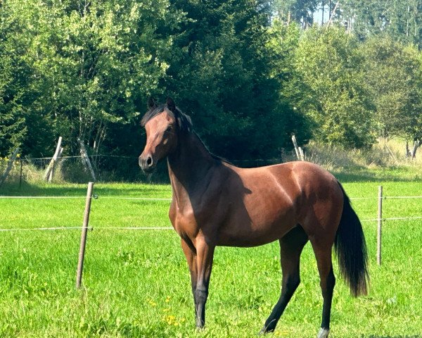 broodmare La noble Lady (German Riding Pony, 2022, from FS New Chance)