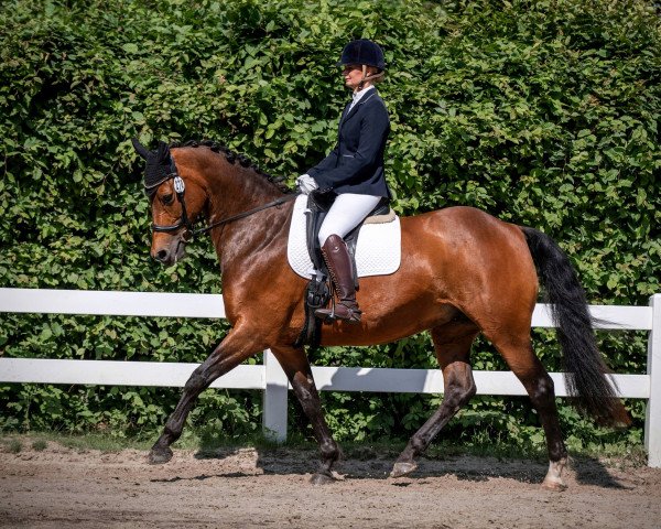 dressage horse Lieke Lu (Oldenburg, 2009, from Landsieger I)