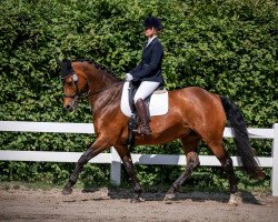 dressage horse Lieke Lu (Oldenburg, 2009, from Landsieger I)