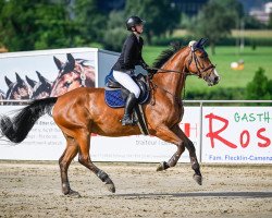 jumper Jelmar (KWPN (Royal Dutch Sporthorse), 2014)