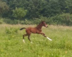 dressage horse Kasimir W 3 (Oldenburg show jumper, 2016, from Kannan)