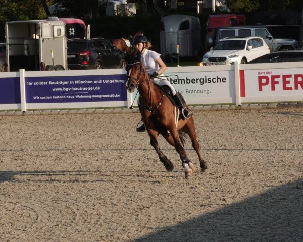 Reitturnier Babenhausen 2023