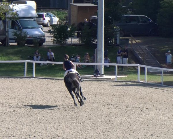 Reitturnier Bülach 2023