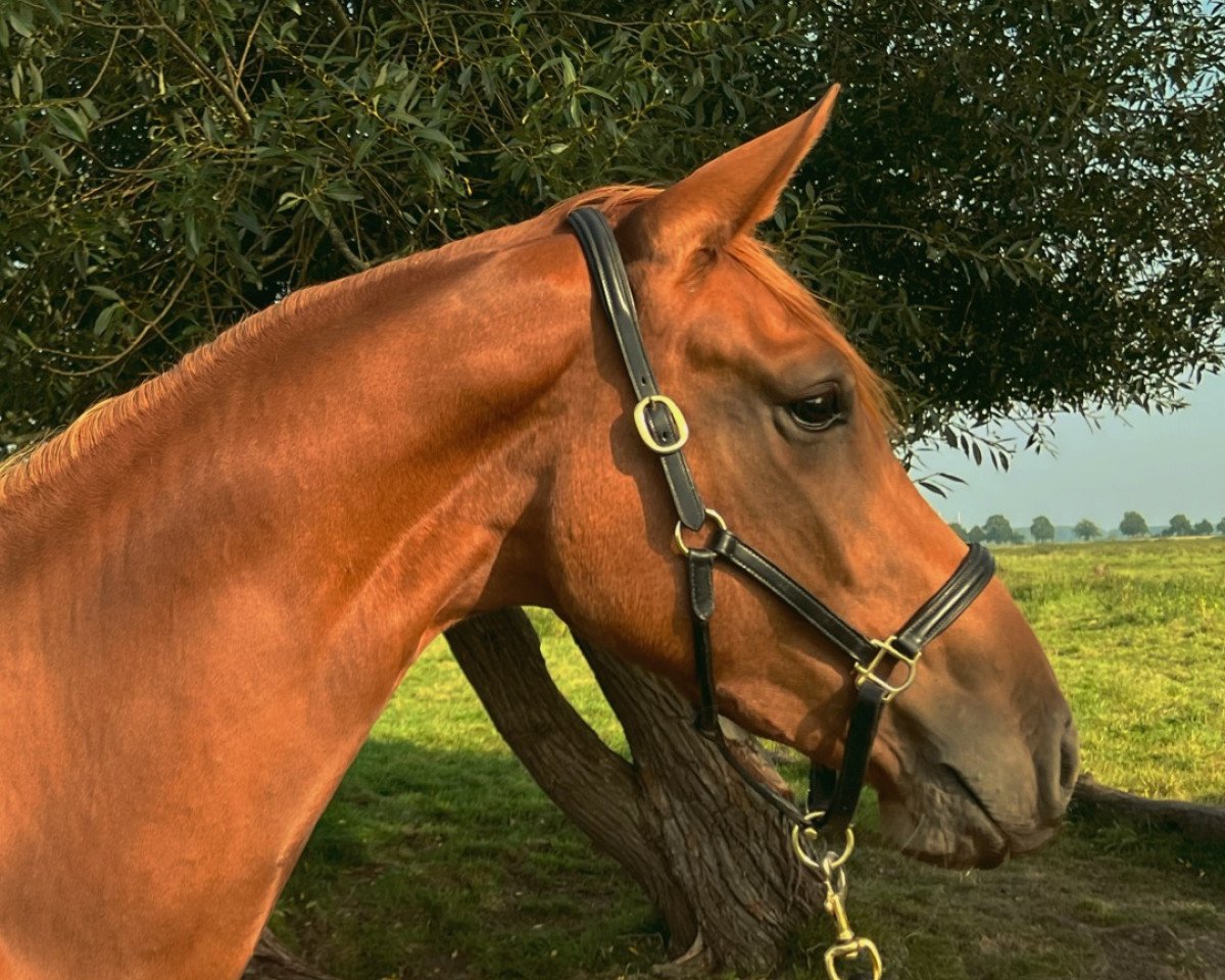 Springpferd Nepenthes (Holsteiner, 2020, von Comme il Faut)