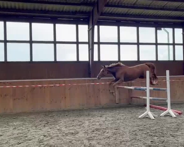 Video von Nepenthes