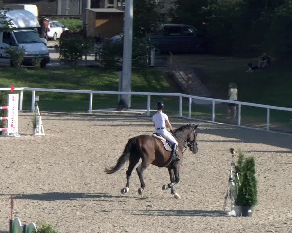 Reitturnier Bülach 2023