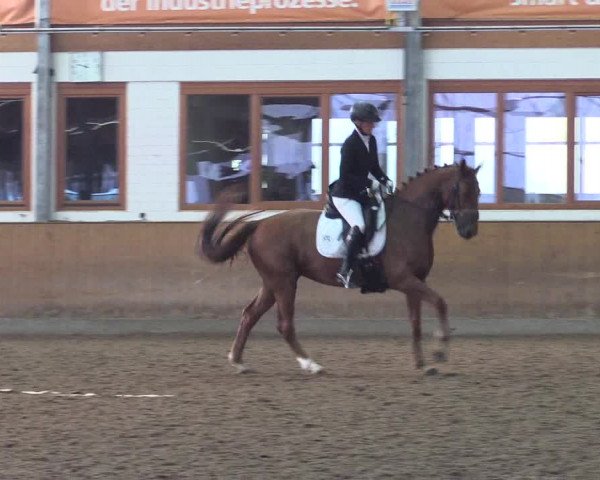 Reitturnier Appelhülsen 2023