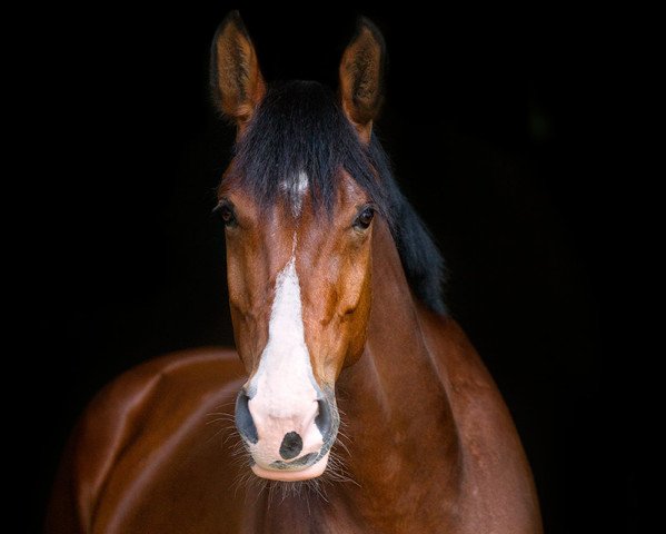 horse Charlotte 190 (Mecklenburg, 2011, from Chap 47)