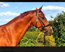 dressage horse Samurai 522 (Westphalian, 2016, from Sir Heinrich OLD)