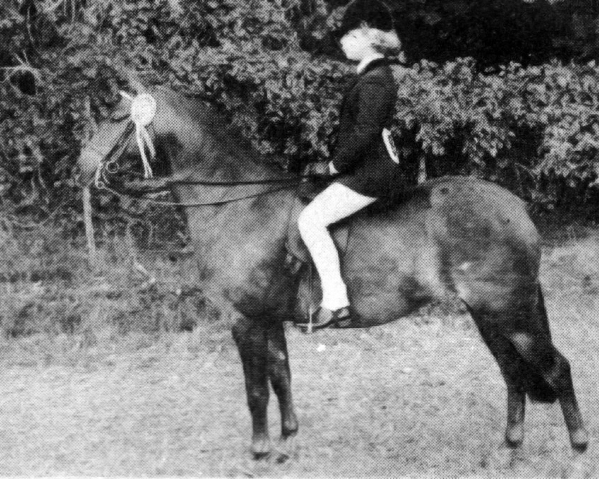 Cavallo Bennochy After Eight (British Riding Pony, 1971, di Lennel Strolling Minstrel)