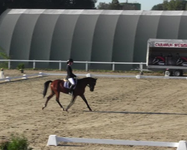 Reitturnier Bad Schmiedeberg 2023